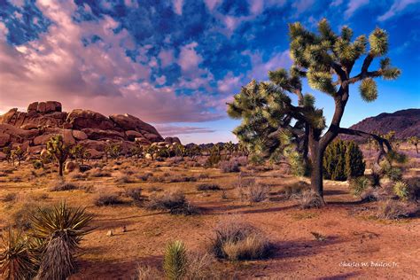 Digital Oil Painting Of Joshua Trees In The Mojave Desert Charles W