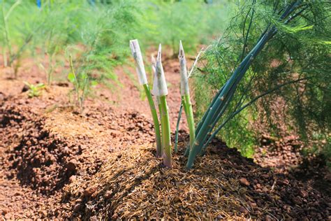 The three numbers that indicate fertilizer types stand for the percentages of nitrogen, phosphorous and. Tips on Watering and Fertilizing Asparagus for a Healthier ...