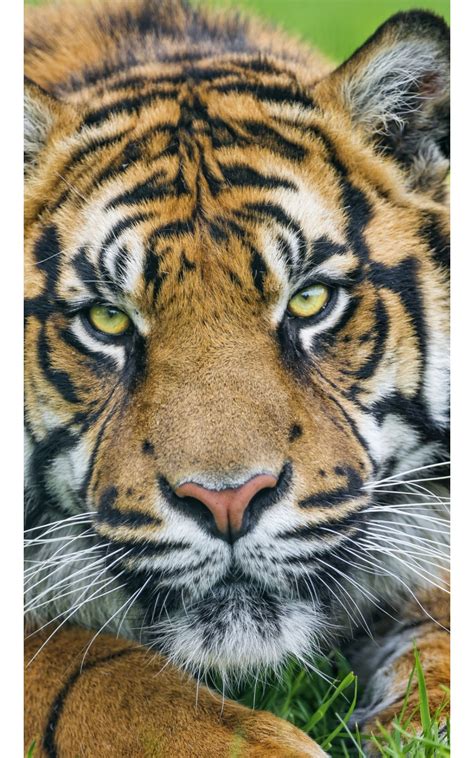 Sumatran Tiger Face Wallpapers 800x1280 550960