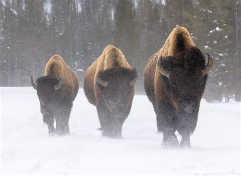 The Wildlife Of Yellowstone National Park In Winter Kevin Lisota Photography