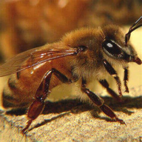 3lb Pkg Of Bees Wrussian Hybrid Queen Spilles Honey