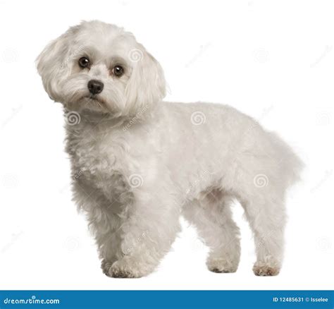 Side View Of Maltese Dog Standing Stock Image Image Of Square Shot