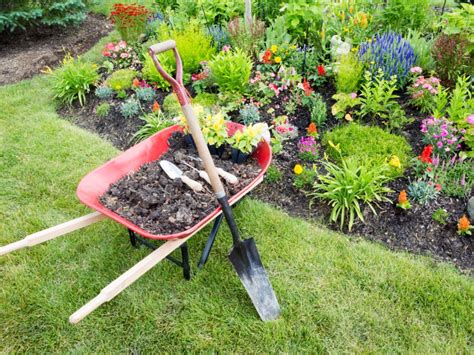 Tree Transplant Spade Information Tips On When To Use A Transplant Spade