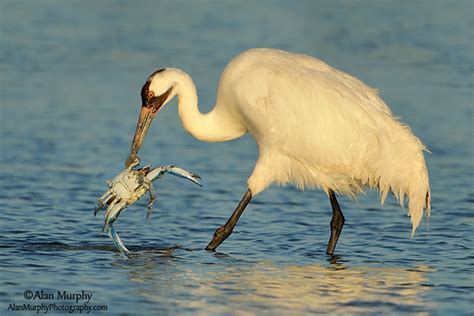 Whooping Crane Resources To Explore