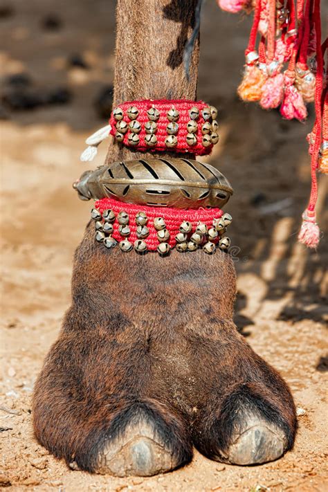 How do camels adapt to their environment? 397 Camel Foot Photos - Free & Royalty-Free Stock Photos ...