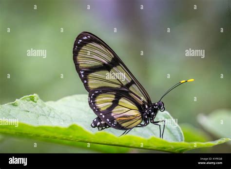 Close Up Of Glasswing Butterfly Greta Oto Stock Photo Alamy