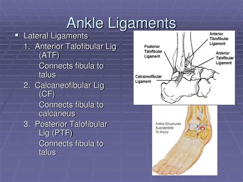 Ppt The Ankle Powerpoint Presentation Free Download Id6654339