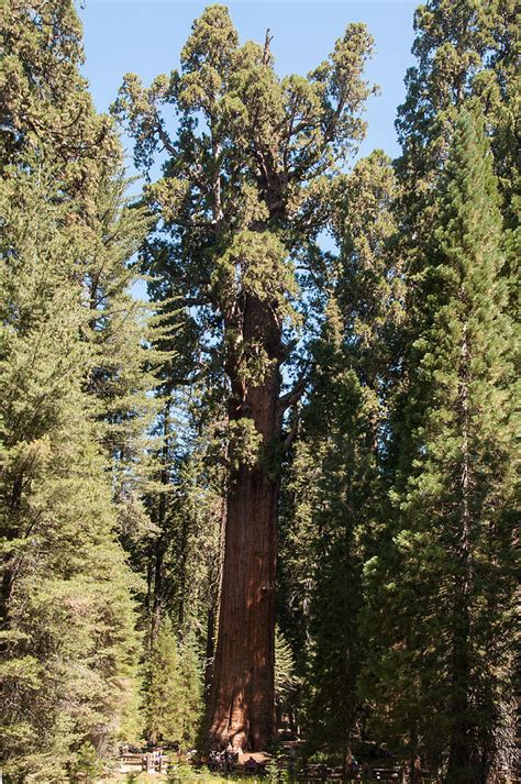 General Sherman Giant Sequoia Tree Sequoia National Park Photograph By