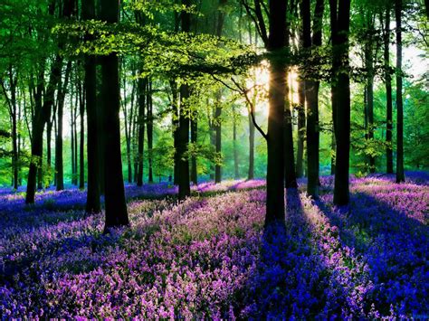 Spring Morning Wallpapers Top Free Spring Morning Backgrounds