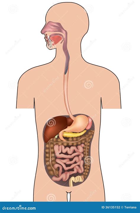 Sistema Digestivo Humano Anatomía Del Cuerpo Humano Stock de ilustración Ilustración de