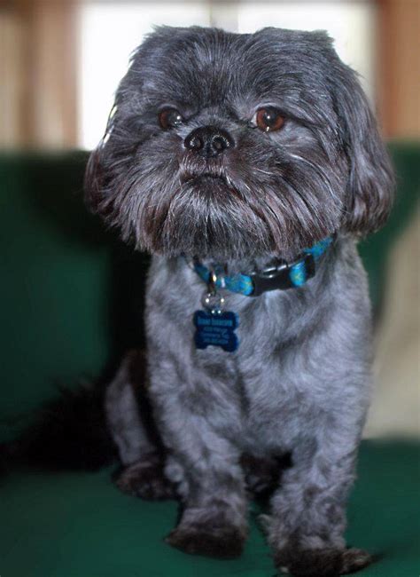 Dog Of The Day For 522012 — Isaac 2 Years Old Shih Tzu Jamie