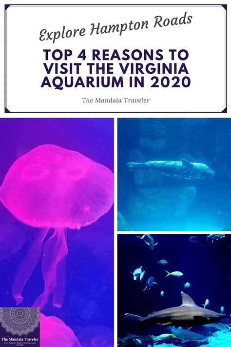Top 4 Reasons To Visit The Virginia Aquarium Cochran Writing And Editing