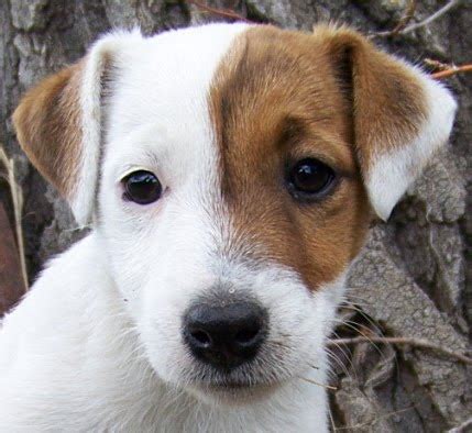 dogs  cats breed jack russell cute puppies dogs  cats wallpapers funny puppies