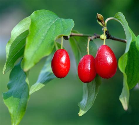 The Red Berries On The Cornelian Cherry Dogwood Make Great Syrups And