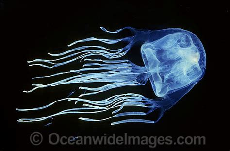 Box Jellyfish Chironex Fleckeri Photo Image