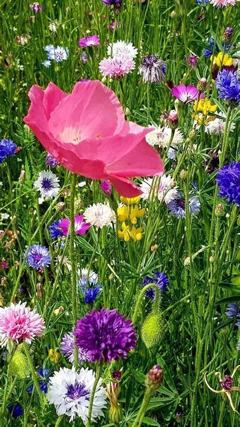 pin di ~ morning glory meadow ~ su ~ wildflower cottage ~ fiori selvatici fiori idee