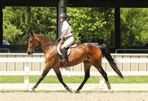 Saddlebreds And Standardbreds Show Off At Jersey Classic Horse Show