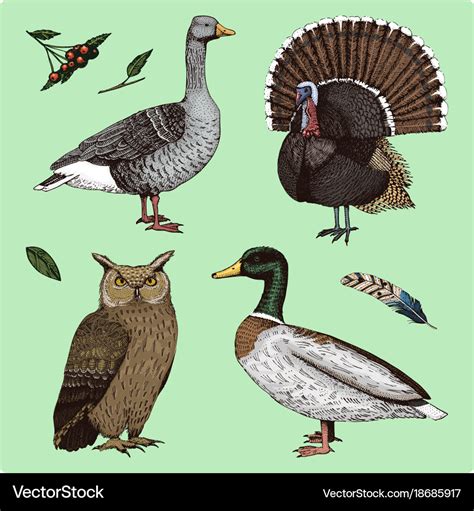 Domestic And Wild Birds Turkey And Duck Goose Vector Image