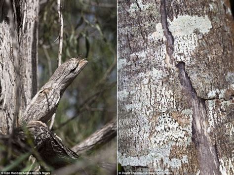 Incredible Animal Camouflage Pictures Natures Best Strange Sounds