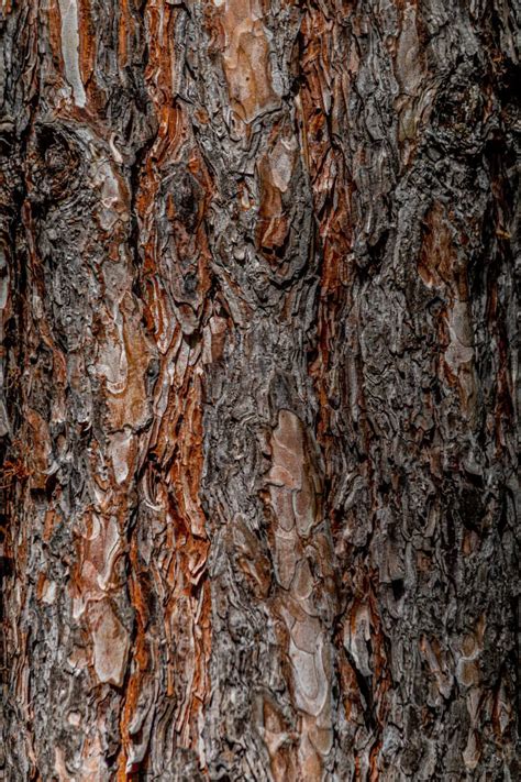 Spruce Bark Texture
