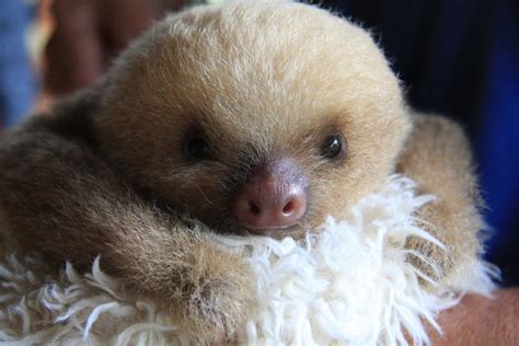 Cute Pictures Of Rescue Animals Cute Baby Sloth