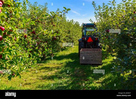 Harvest In A Commercial Apple Orchard Stock Photo Alamy