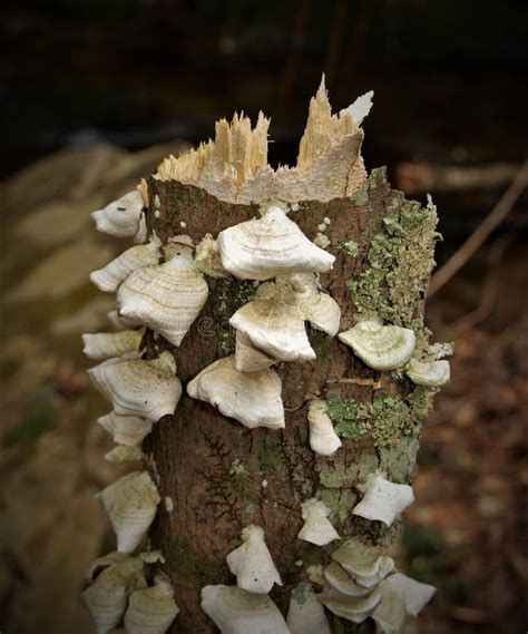 White Shelf Fungi In North Carolina Stock Photo Image Of Trees