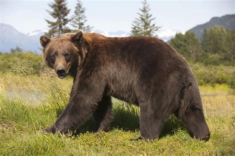 Captive Adult Grizzly Bear Stands In Photograph By Doug Lindstrand
