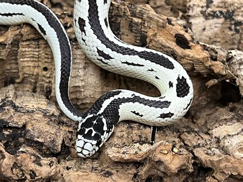 Striped High White California Kingsnake By Reigning Reptiles Llc