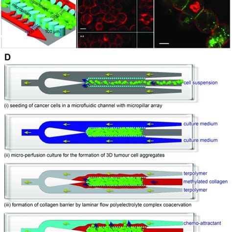 Pdf A 3d Microfluidic Model To Recapitulate Cancer Cell Migration And