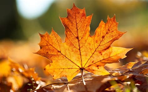 Autumn Leaves Bing 10 Free Hq Online Puzzle Games On