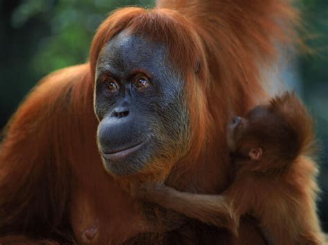 Sumatran Orangutan Species Wwf