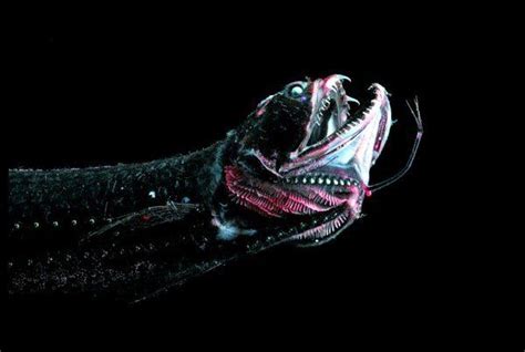 10 Créatures Terrifiantes Qui Vivent Dans Les Profondeurs De Nos Océans