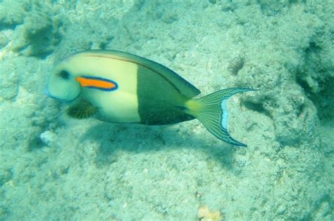 1000 Images About Fish Ive Seen Snorkeling On Pinterest Colorful