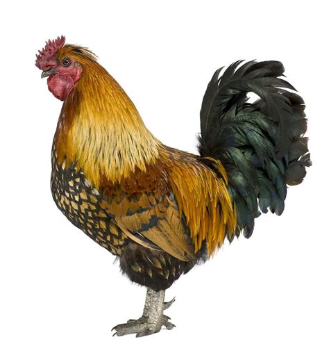 The Gallic Rooster Discover The National Bird Of France Az Animals