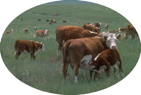 Perennial grasses include species, such as kentucky bluegrass, that are very well adapted to grazing. Forage Grasses - Vegetable Resources Vegetable Resources