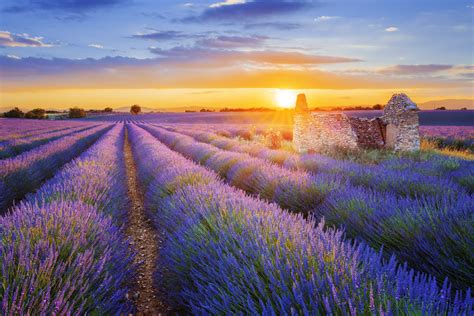 Lavendelblüte In Der Provence Die Faszinierende Farbenpracht