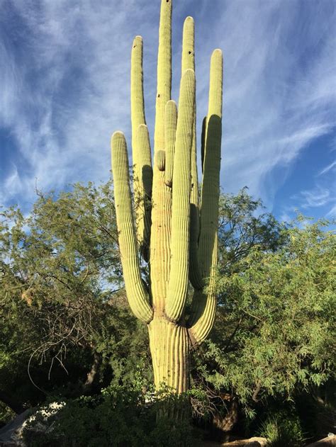 Towering Saguaro Cactus In Tucson Arizona Beautiful And Rare