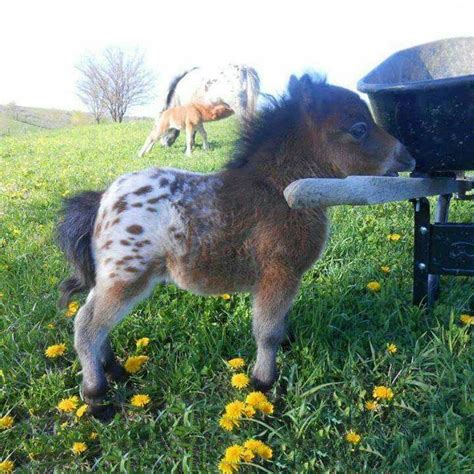 Mini Baby Appaloosa With Images Animals Horses Baby Horses