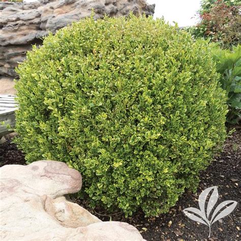Buxus Buxus Microphylla Peergold Golden Dream Boxwood From Greenleaf