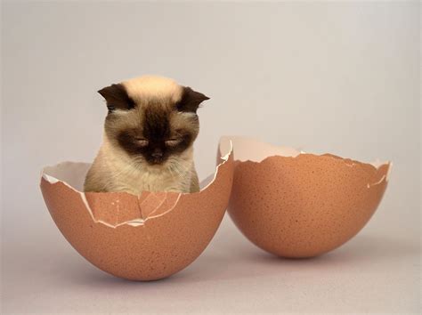 Bolehkah Kucing Makan Telur Mentah Rebus Asin Goreng Fanicat