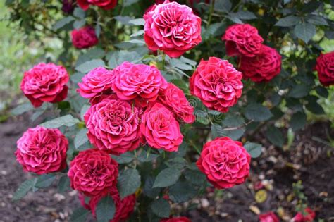 Beautiful Red Roses Grow In The Garden Weaving Roses A Lot Of Green