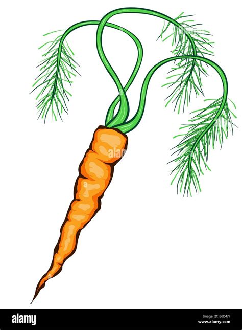 Fresh Carrot Leaves Root Illustration Hi Res Stock Photography And