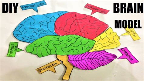 How To Make A Brain Model Making Using Cardboard With Parts Science