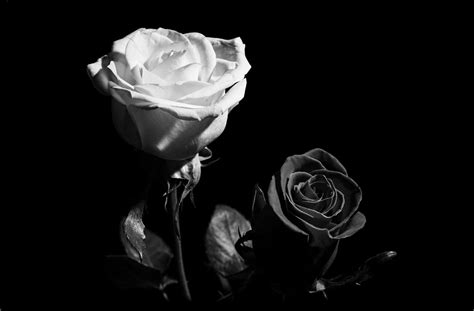 Pin By Nk On Black And White Roses And Flowers Black And White Roses