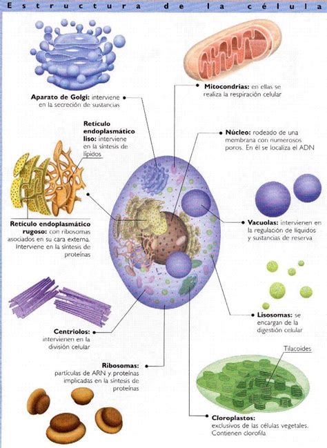 La Célula Y Sus Orgánulos Ciencias Naturales 2º Eso