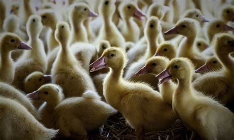The highly contagious strain is lethal for birds but has never. France Confirms Severe H5N8 Bird Flu Outbreak On Duck Farm, flu spreading rapidly in Europe ...