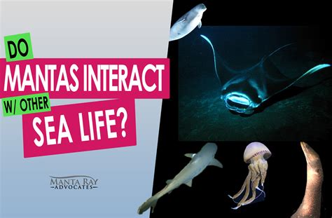 Do Mantas Interact With Other Sea Life Manta Ray Advocates Hawaii