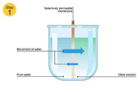 BBC - Standard Grade Bitesize Biology - Cells and ...