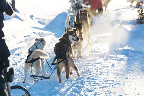 6 Best Dog Sled Tours Alaska Seaveys Ididaride Dog Sled Tours